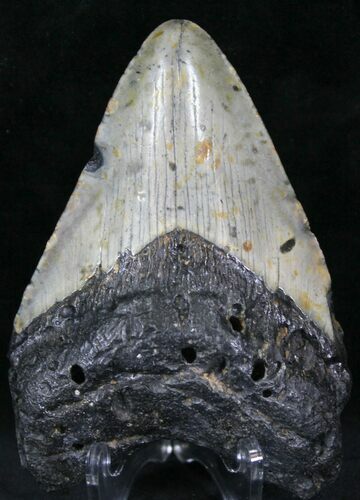 Bargain Megalodon Tooth - North Carolina #22962